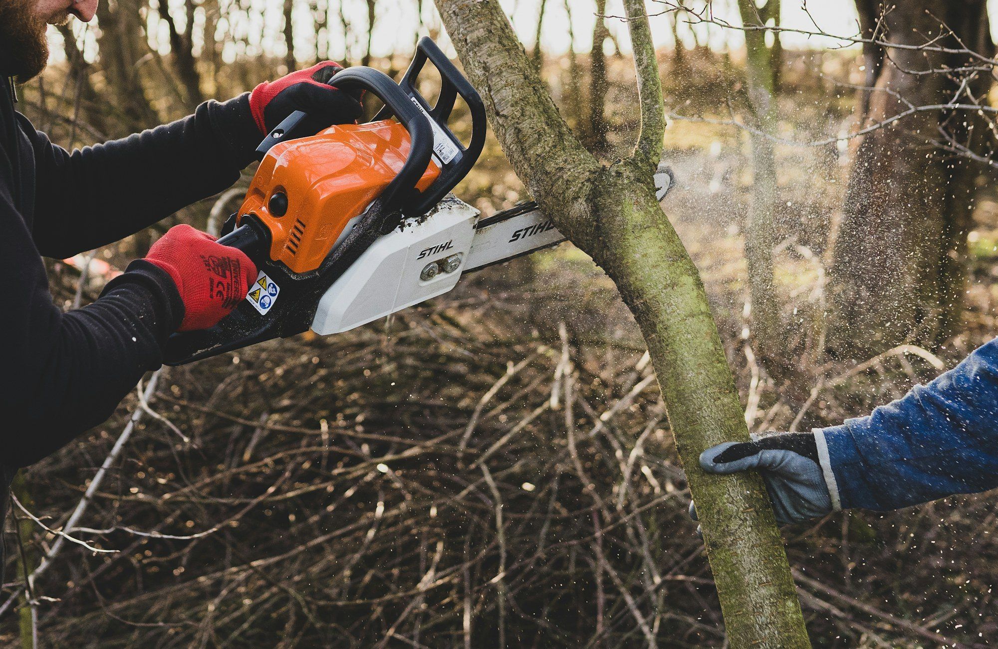 Chainsaw cutting through a small tree branch