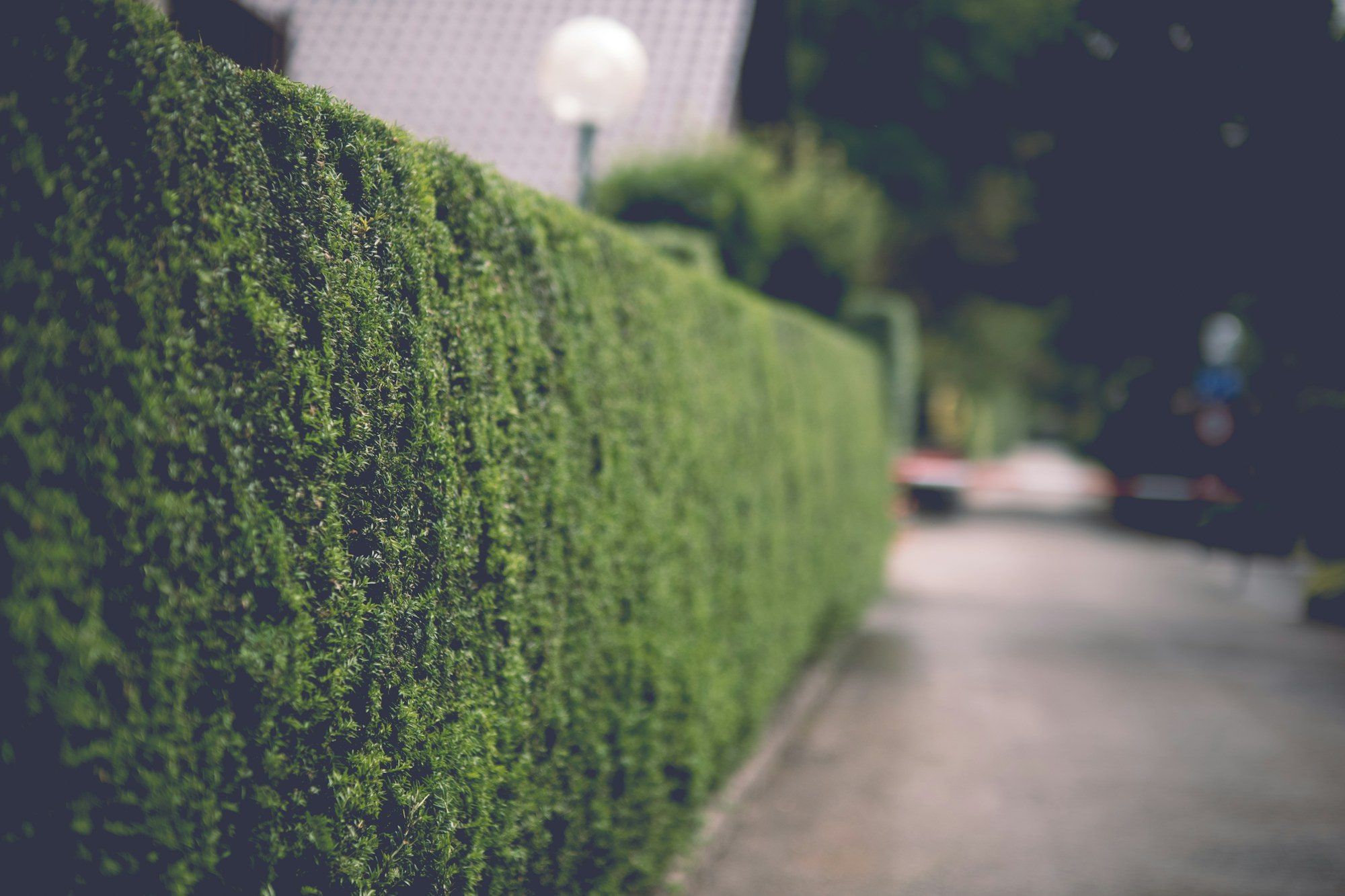 Tall, neatly clipped hedge running alongside a pavement