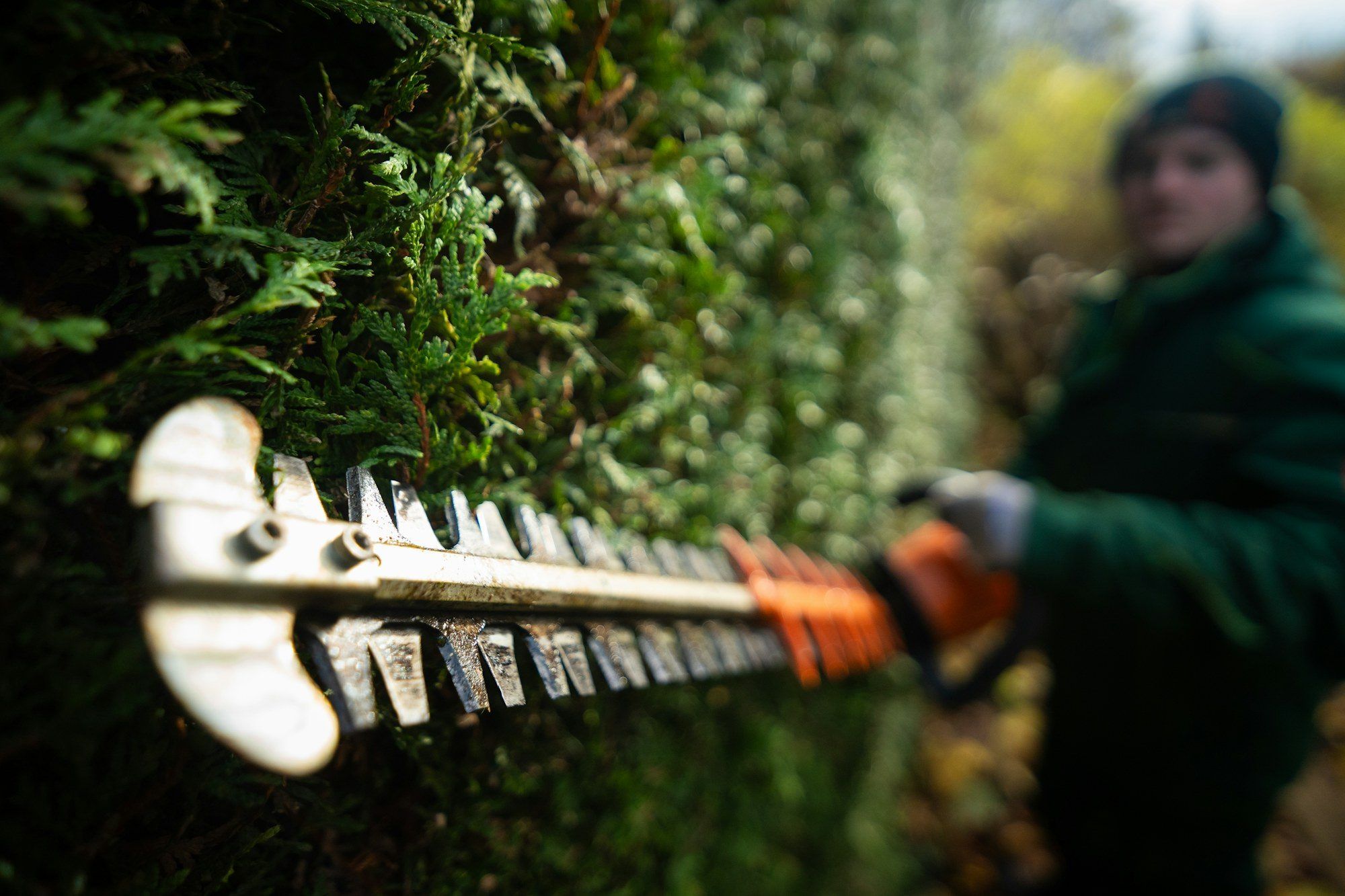 Hedge trimmer cutting along the side of a green hedge