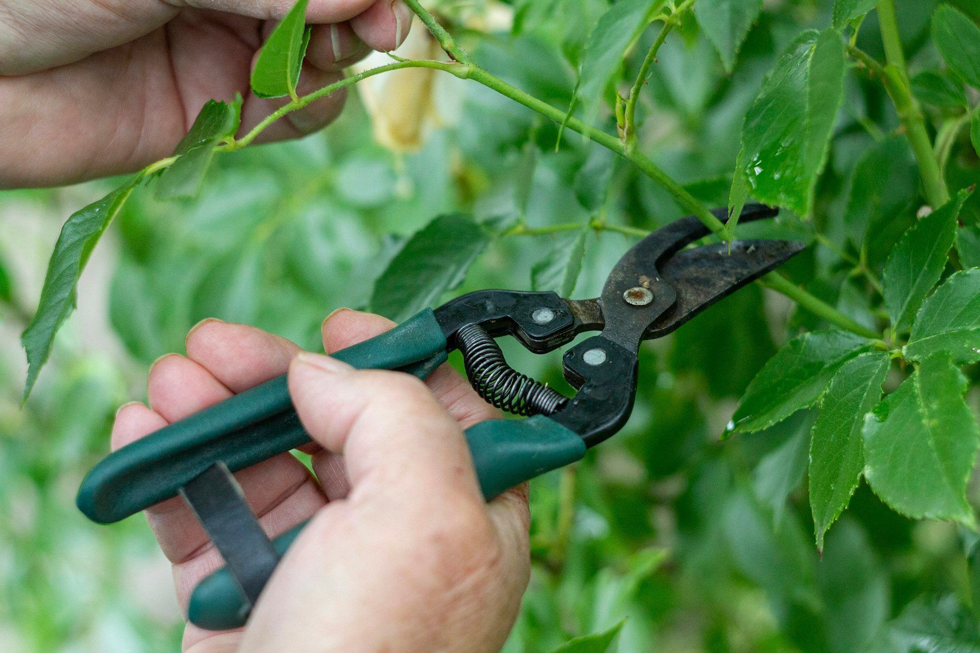 Secateurs pruning a green shrub stem