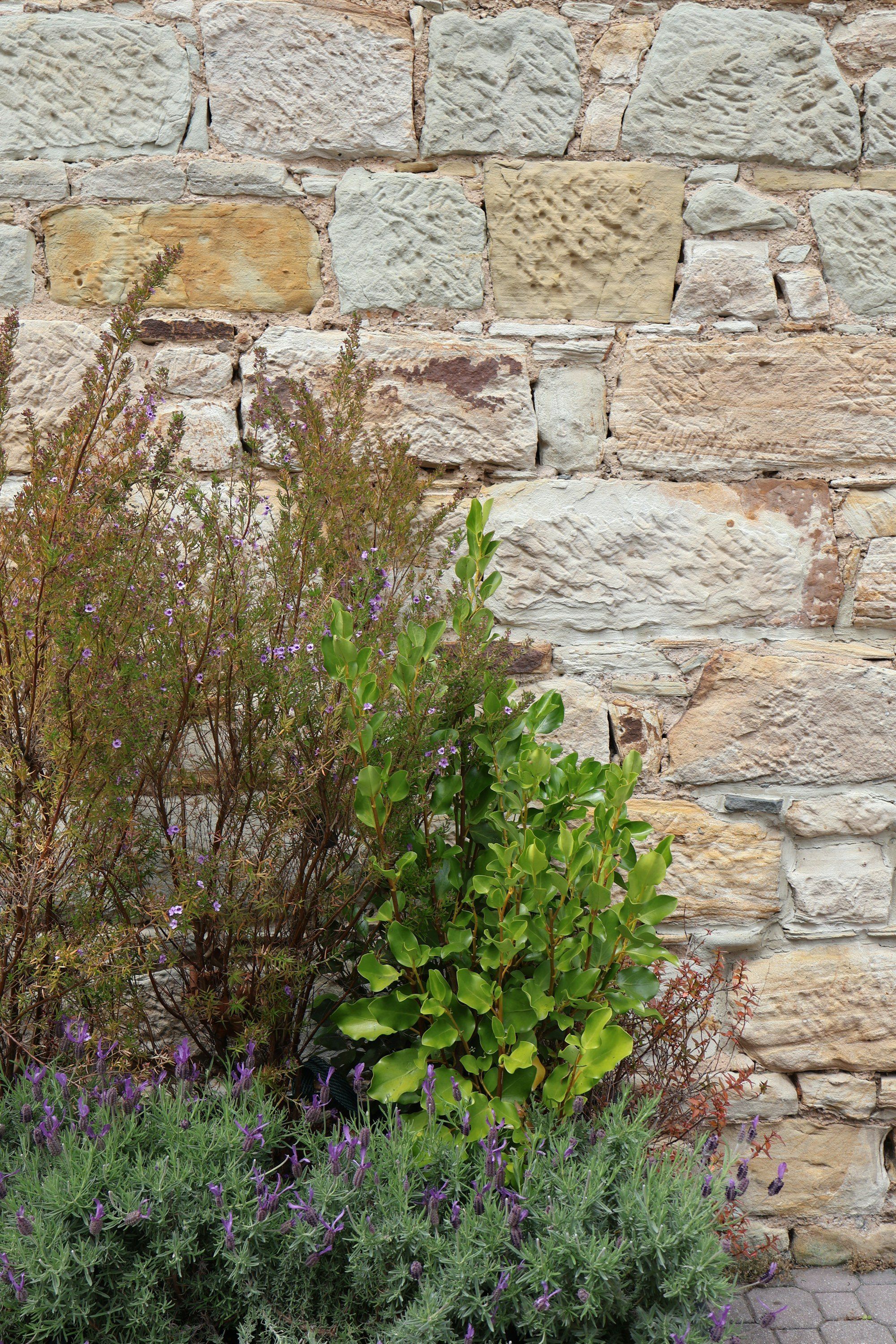 Weathered sandstone block wall with a shrub growing in front