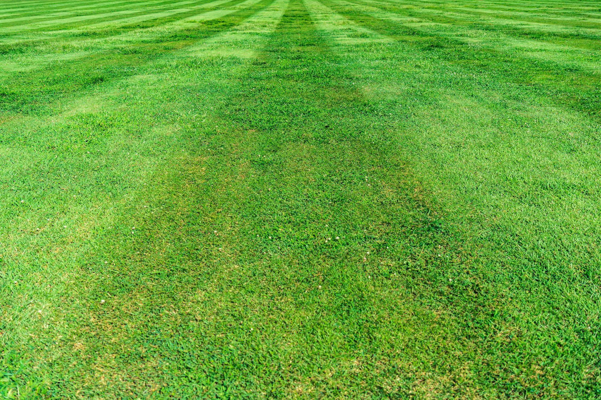 Neatly striped green lawn after mowing