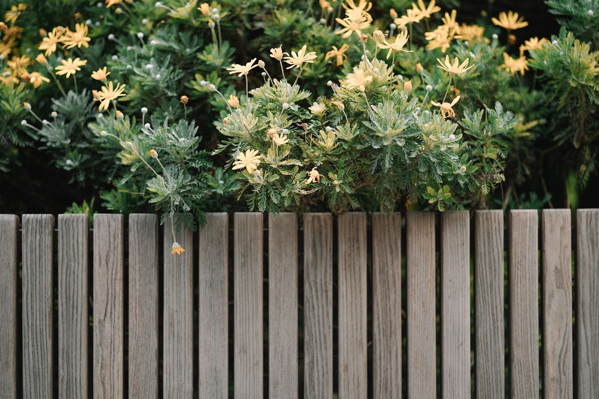 Timber fence with flowering plants growing above it