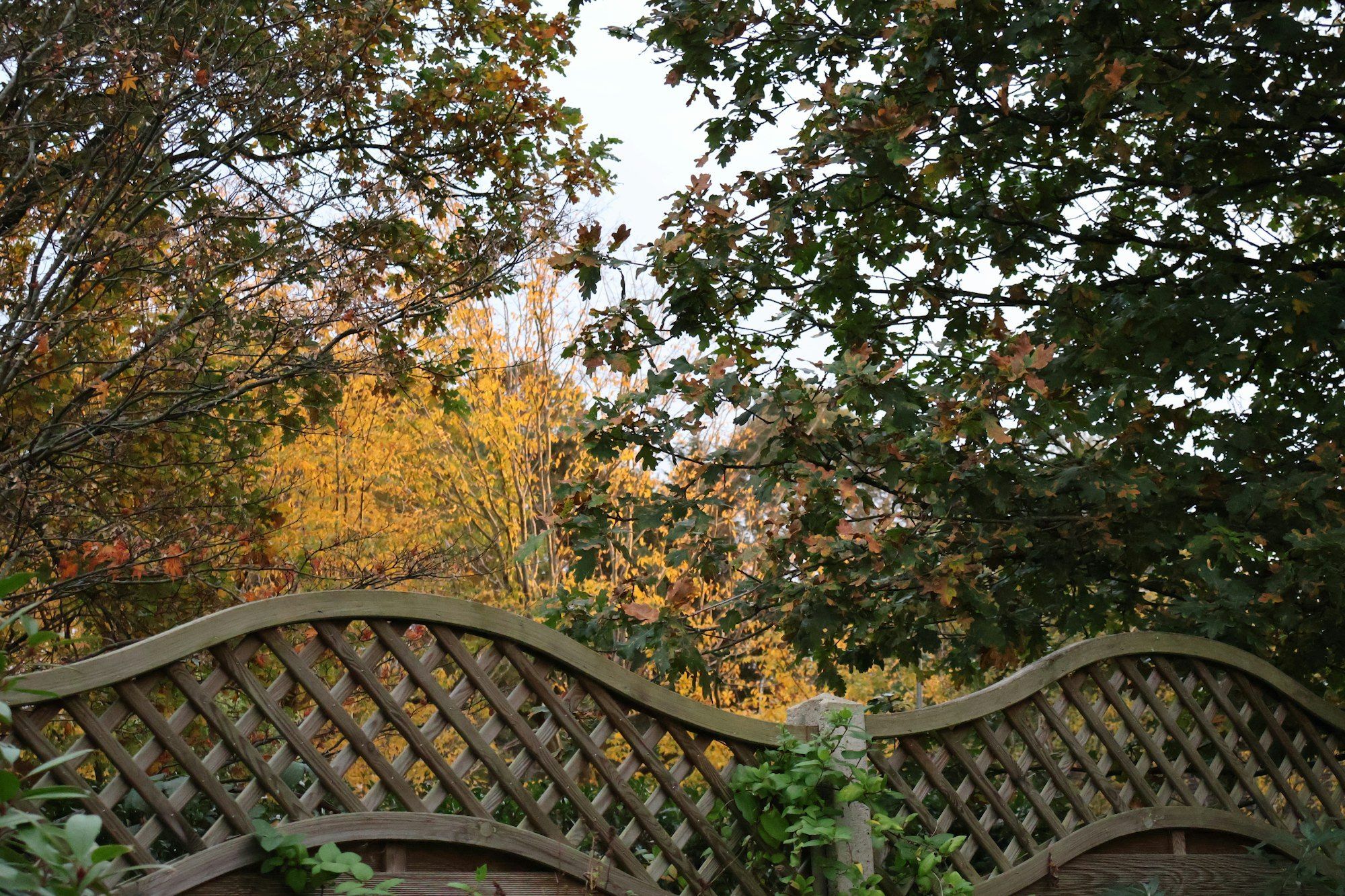 Timber garden fence panel with a curved trellis top